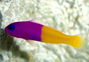 pseudochromis p.